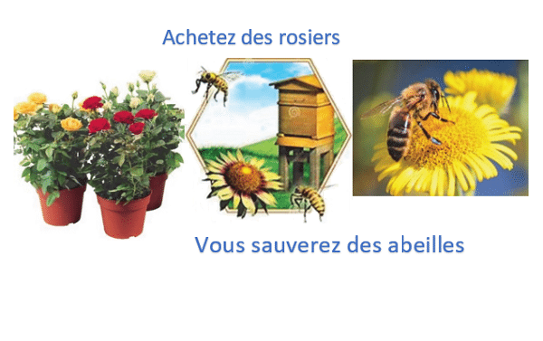 Des rosiers pour sauver des abeilles